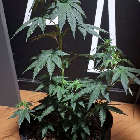 Wedding Cake Zé Seeds growlog timeline photo