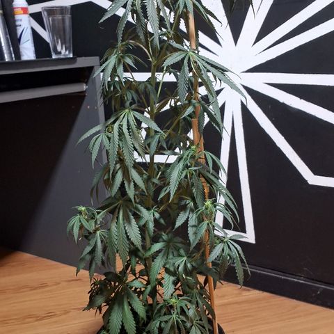 Gorilla Ghost NeedSeeds F2 #2 growlog timeline photo