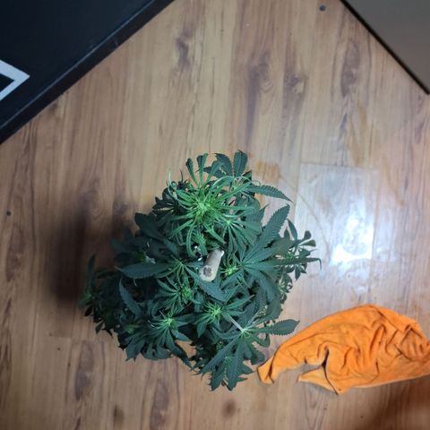 Gorilla Ghost NeedSeeds F2 #2 growlog timeline photo