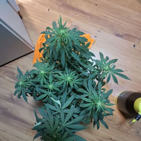 Gorilla Ghost NeedSeeds F2 #1 growlog timeline photo