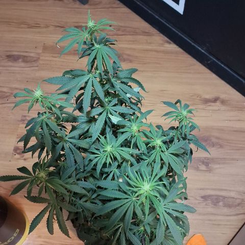 Gorilla Ghost NeedSeeds F2 #1 growlog timeline photo