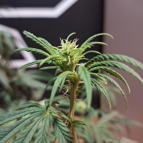 Gorilla Ghost NeedSeeds F2 #1 growlog timeline photo