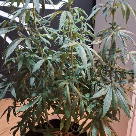 Gorilla Ghost NeedSeeds F2 #1 growlog timeline photo