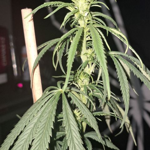 Gorilla Ghost NeedSeeds F2 #2 growlog timeline photo