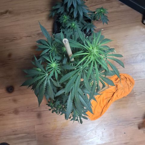 Gorilla Ghost NeedSeeds F2 #2 growlog timeline photo