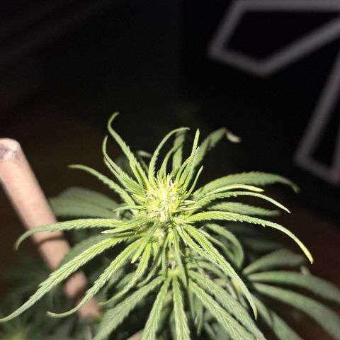 Gorilla Ghost NeedSeeds F2 #2 growlog timeline photo
