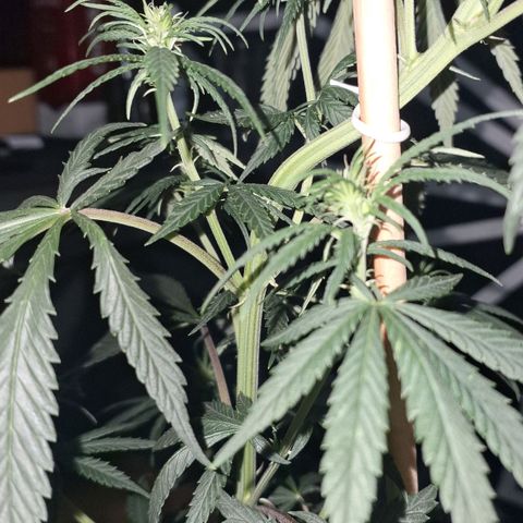 Gorilla Ghost NeedSeeds F2 #2 growlog timeline photo