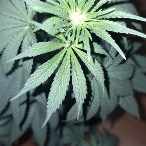 Wedding Cake Zé Seeds growlog timeline photo