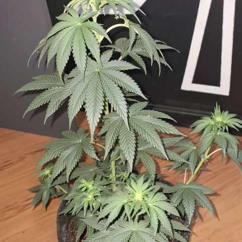Wedding Cake Zé Seeds growlog timeline photo