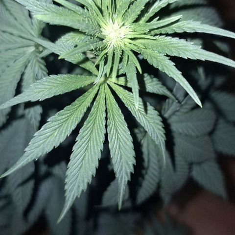Wedding Cake Zé Seeds growlog timeline photo