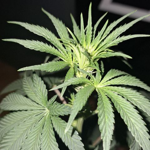 Wedding Cake Zé Seeds growlog timeline photo
