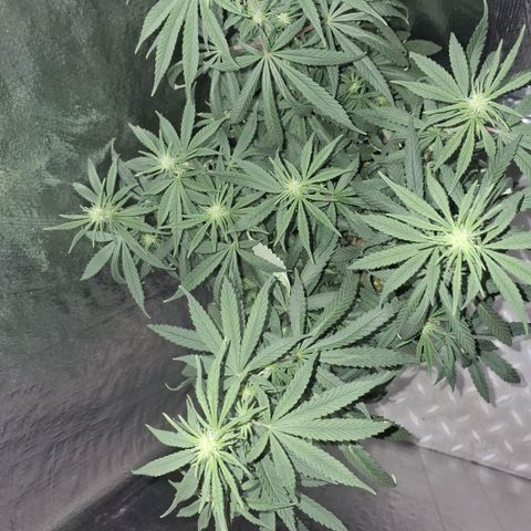 Gorilla Ghost NeedSeeds F2 #1 growlog timeline photo