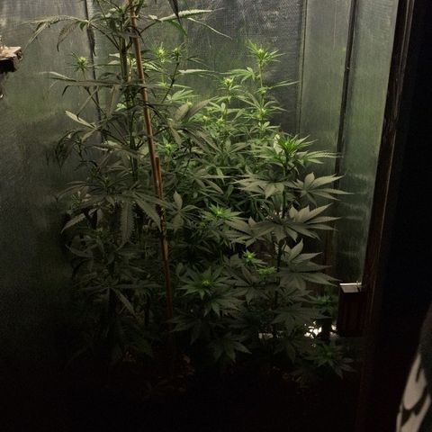 Gorilla Ghost NeedSeeds F2 #1 growlog timeline photo