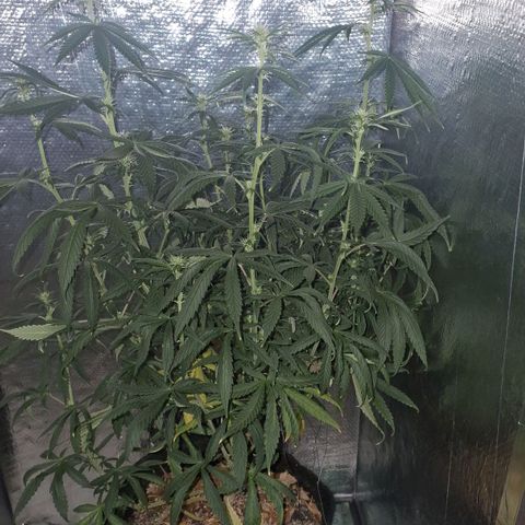 Gorilla Ghost NeedSeeds F2 #1 growlog timeline photo