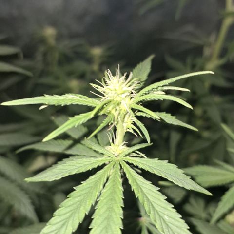 Gorilla Ghost NeedSeeds F2 #1 growlog timeline photo