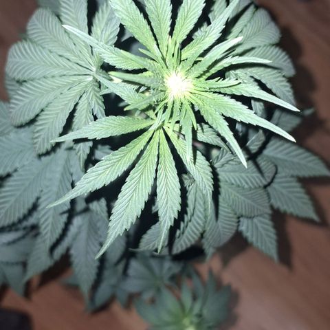 Wedding Cake Zé Seeds growlog timeline photo