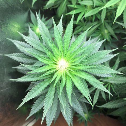 Wedding Cake Zé Seeds growlog timeline photo