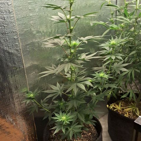 Wedding Cake Zé Seeds growlog photo: It trippled in size, very Nice development, im really impressed 