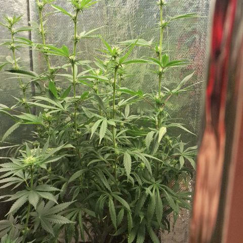Gorilla Ghost NeedSeeds F2 #1 growlog photo: Few of the older leaves are falling, but thats ok cause rh is a little higher than expected, but it has showed a very Nice development ( pictures from above are veryyyy beautiful )