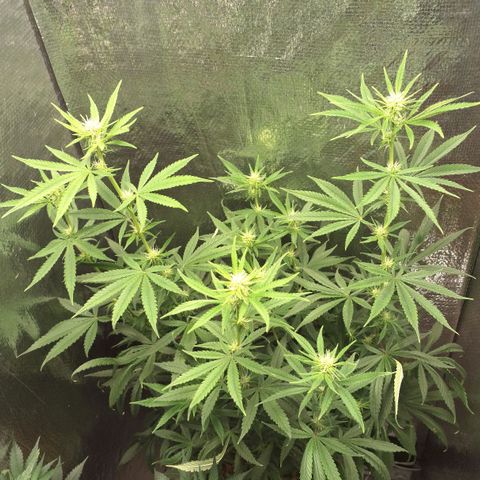 Gorilla Ghost NeedSeeds F2 #1 growlog photo: Few of the older leaves are falling, but thats ok cause rh is a little higher than expected, but it has showed a very Nice development ( pictures from above are veryyyy beautiful )