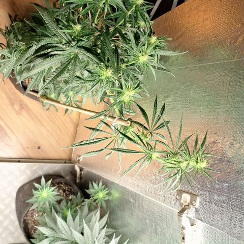 Gorilla Ghost NeedSeeds F2 #2 growlog photo: Had to bend this monster twice already, overgorwed the light ( its not low light she is Just massive ) 