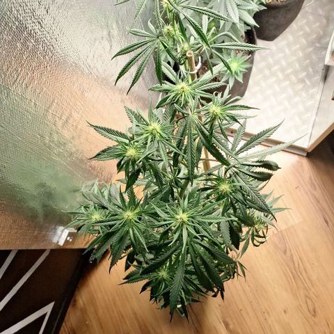 Gorilla Ghost NeedSeeds F2 #2 growlog photo: Had to bend this monster twice already, overgorwed the light ( its not low light she is Just massive ) 