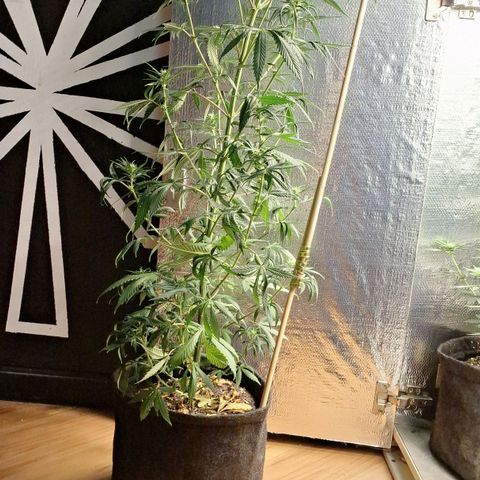 Gorilla Ghost NeedSeeds F2 #2 growlog photo: Had to bend this monster twice already, overgorwed the light ( its not low light she is Just massive ) 