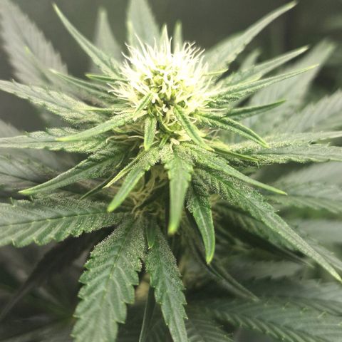 Wedding Cake Zé Seeds growlog timeline photo