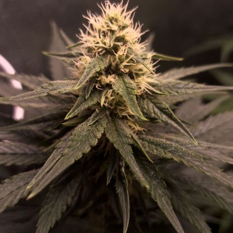 Wedding Cake Zé Seeds growlog photo: Incredible