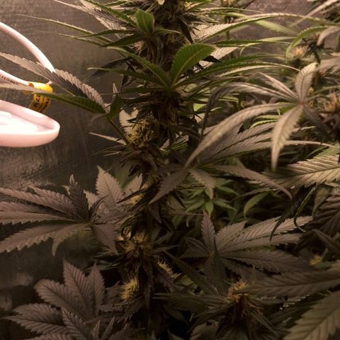 Wedding Cake Zé Seeds growlog photo: Incredible