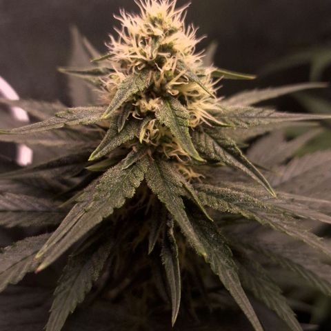 Wedding Cake Zé Seeds growlog photo: Incredible