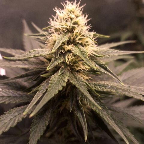 Wedding Cake Zé Seeds growlog photo: Incredible