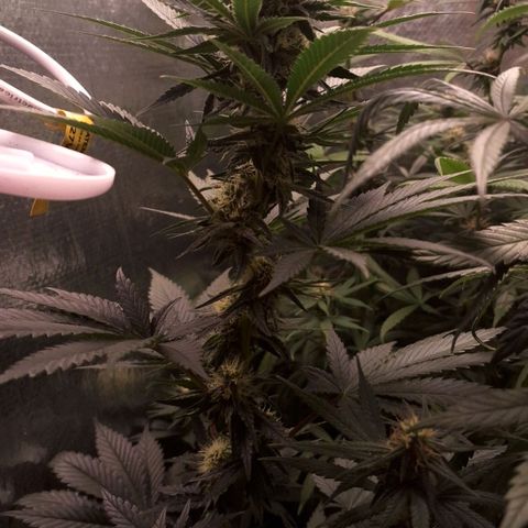 Wedding Cake Zé Seeds growlog photo: Incredible