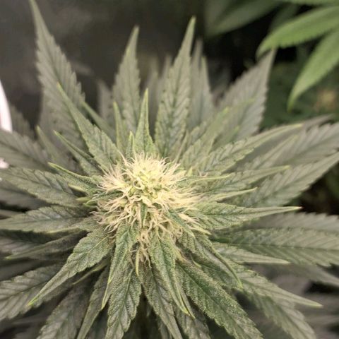 Wedding Cake Zé Seeds growlog photo: Incredible