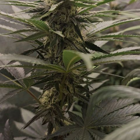 Wedding Cake Zé Seeds growlog photo: Incredible