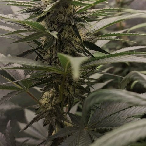 Wedding Cake Zé Seeds growlog photo: Incredible