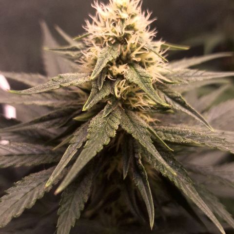 Wedding Cake Zé Seeds growlog photo: Incredible