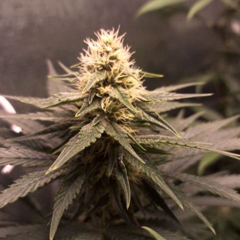 Wedding Cake Zé Seeds growlog photo: Incredible