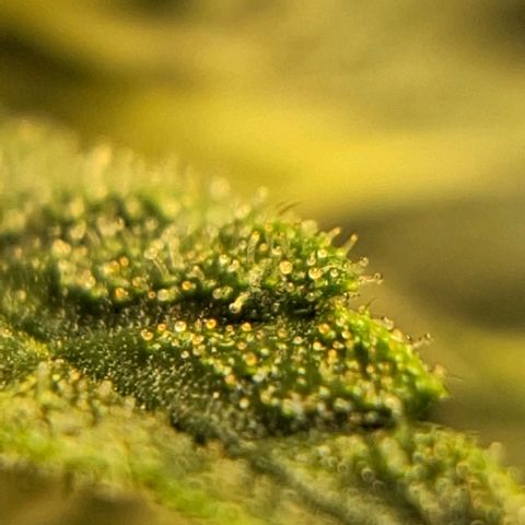 Wedding Cake Zé Seeds growlog timeline photo