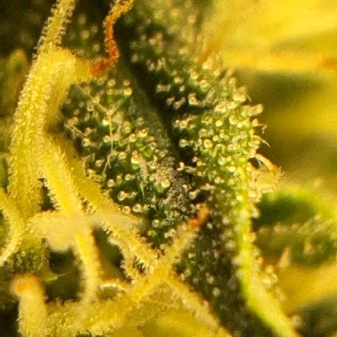 Wedding Cake Zé Seeds growlog timeline photo