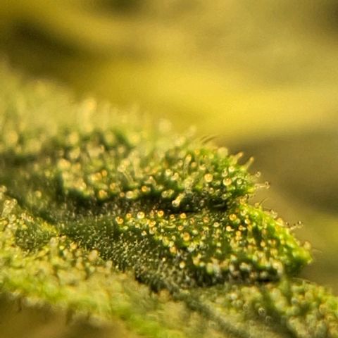 Wedding Cake Zé Seeds growlog timeline photo