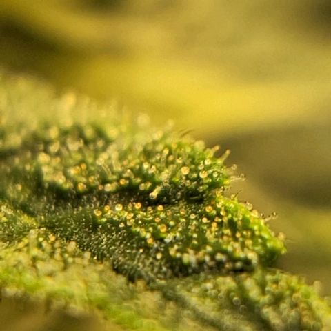 Wedding Cake Zé Seeds growlog timeline photo