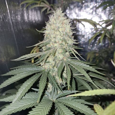 Wedding Cake Zé Seeds growlog timeline photo