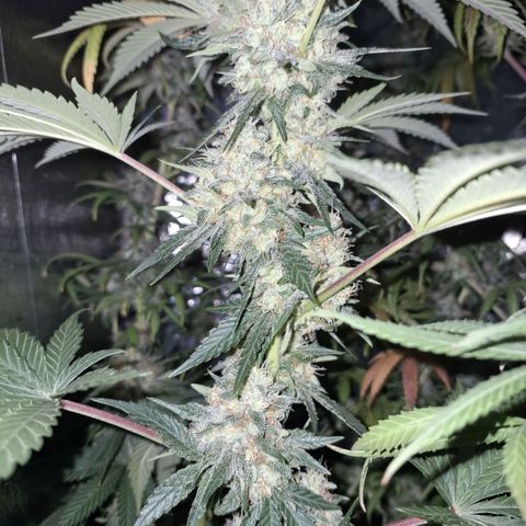 Wedding Cake Zé Seeds growlog timeline photo
