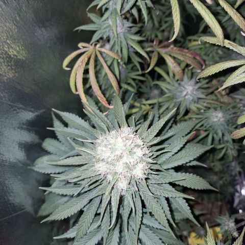 Wedding Cake Zé Seeds growlog timeline photo