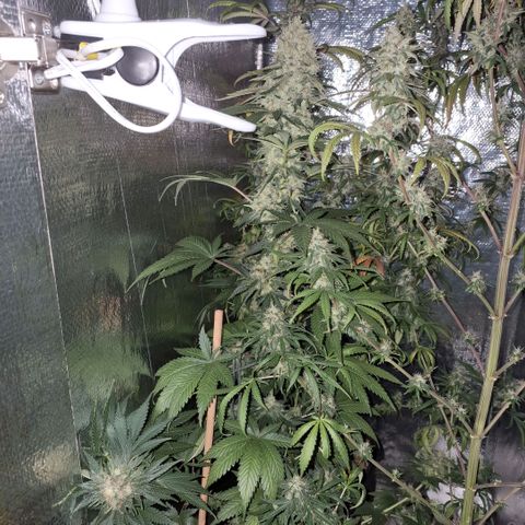 Wedding Cake Zé Seeds growlog photo: A little update