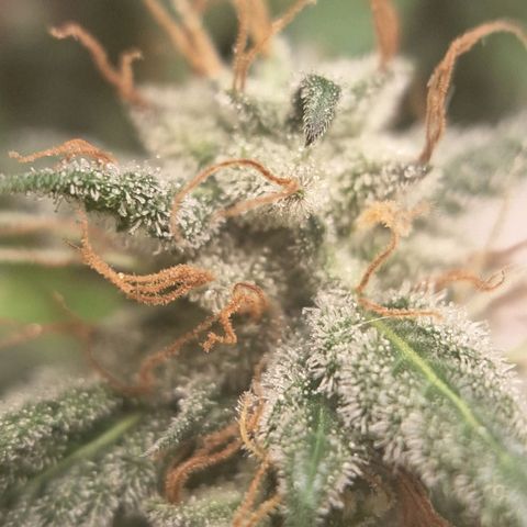Gorilla Ghost NeedSeeds F2 #1 growlog timeline photo