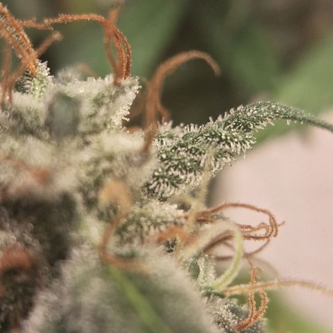 Gorilla Ghost NeedSeeds F2 #1 growlog timeline photo