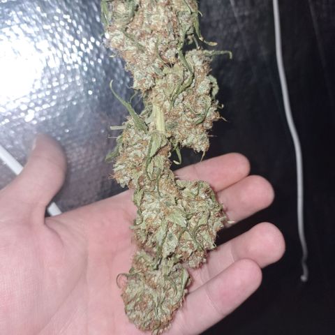 Wedding Cake Zé Seeds growlog photo: Almost dried! Last post in this one, thanks to anyone who has been keeping an eye throught this Journey!