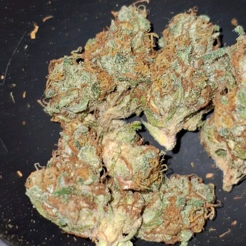 Wedding Cake Zé Seeds growlog photo: :)